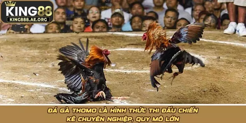 Đá gà Thomo là hình thức thi đấu chiến kê chuyên nghiệp, quy mô lớn
