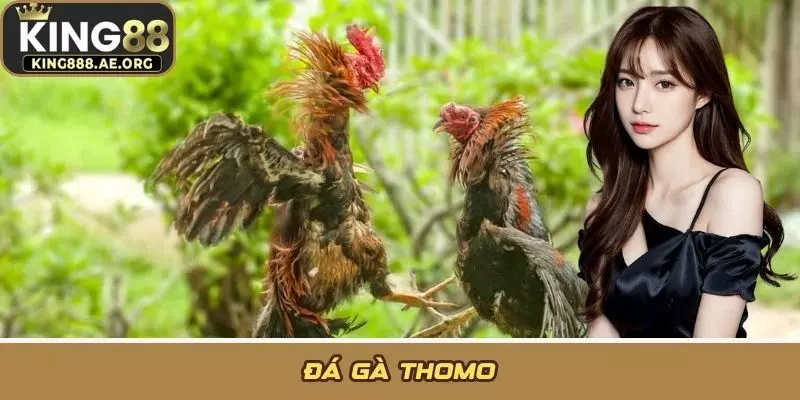 Đá Gà Thomo: Địa Chỉ Hot Cho Những Người Đam Mê Cá Cược