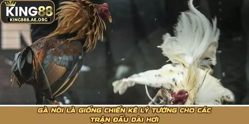 Gà nòi là giống chiến kê lý tưởng cho các trận đấu dài hơi