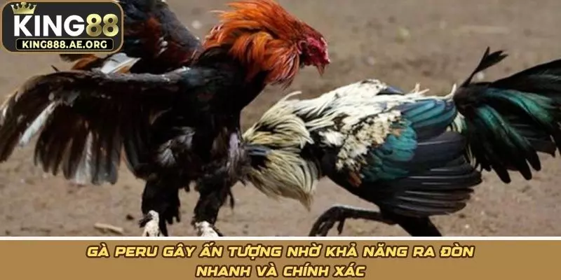 Gà Peru gây ấn tượng nhờ khả năng ra đòn nhanh và chính xác