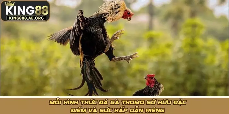 Mỗi hình thức đá gà Thomo sở hữu đặc điểm và sức hấp dẫn riêng