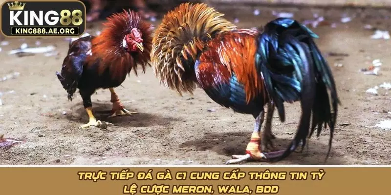 Trực tiếp đá gà C1 cung cấp thông tin tỷ lệ cược Meron, Wala, BDD