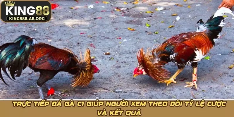 Trực tiếp đá gà C1 giúp người xem theo dõi tỷ lệ cược và kết quả