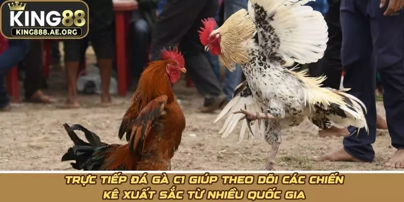 Trực tiếp đá gà C1 giúp theo dõi các chiến kê xuất sắc từ nhiều quốc gia